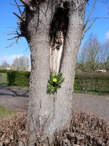 Pat 16 - Paardenwilg